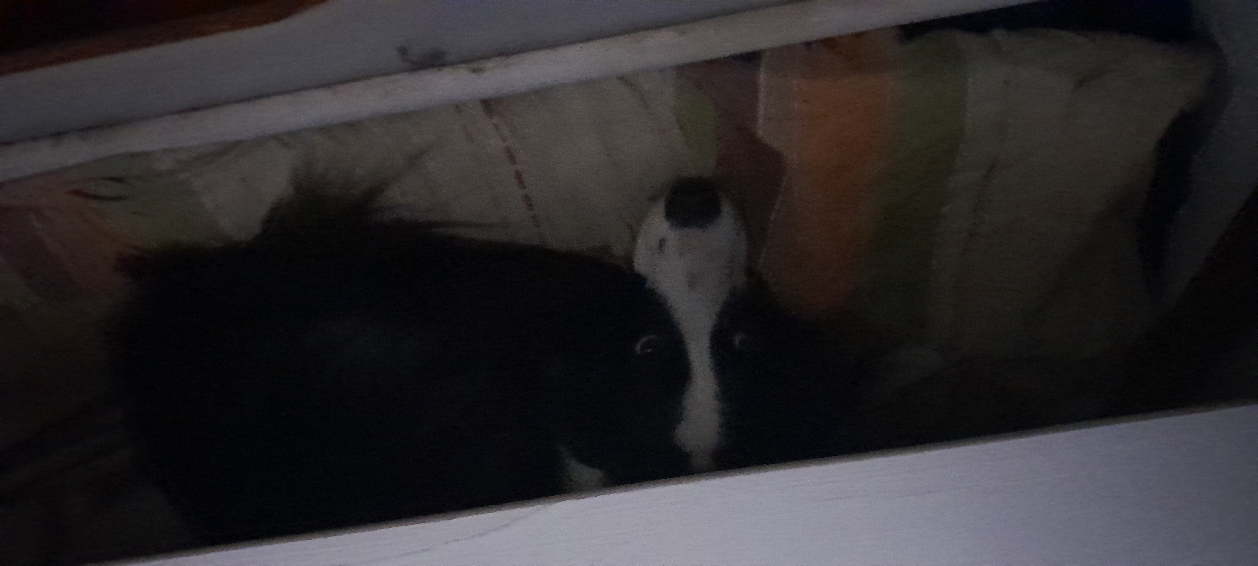 20250729_173156.jpg