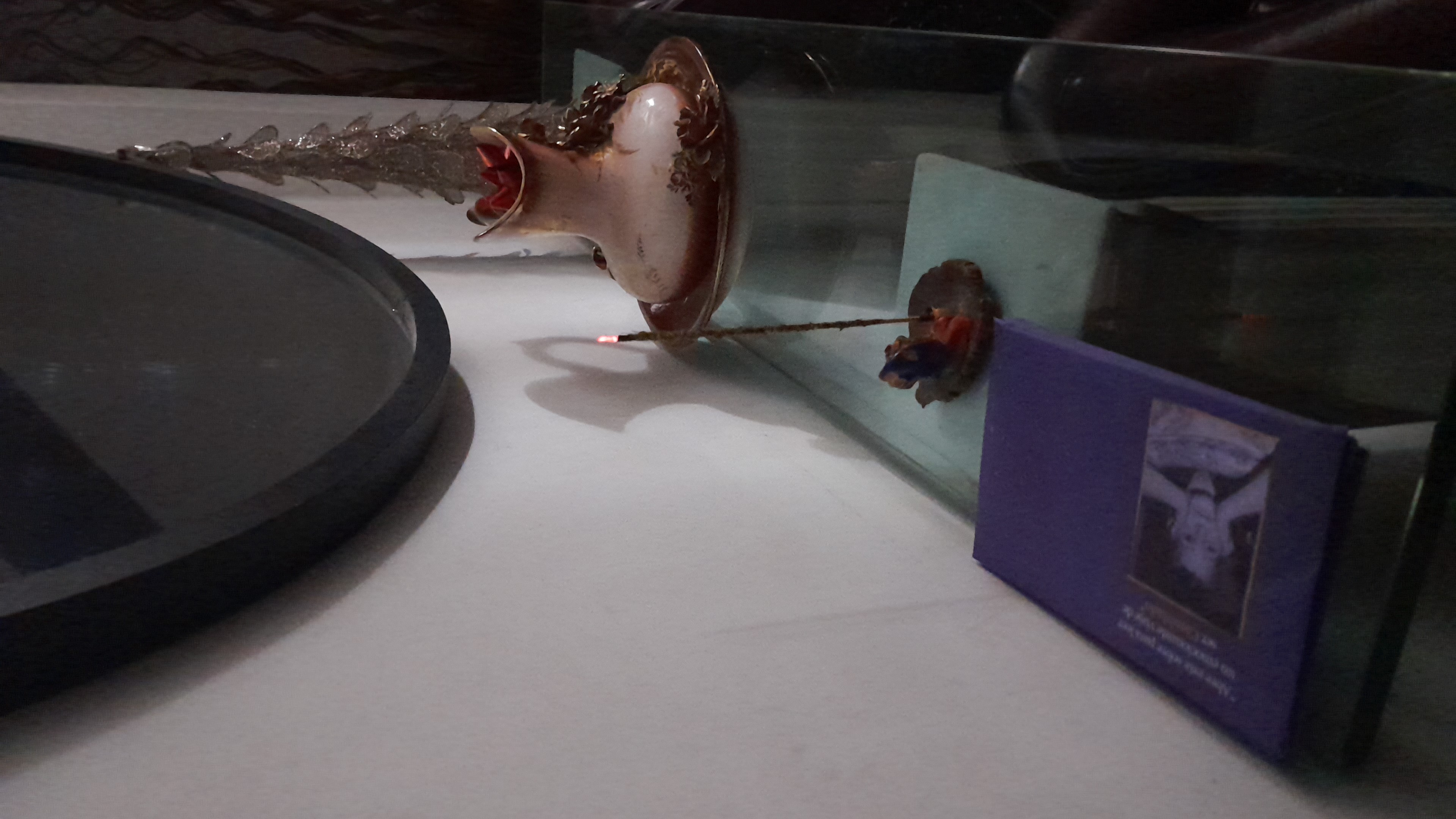 IMG-20250716-WA0044.jpeg