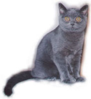 british-shorthair.jpg