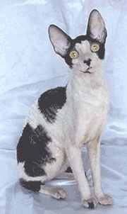cornish-rex.gif
