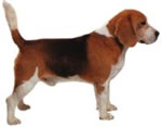 beagle-1.jpg