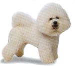 bichon-1.jpg