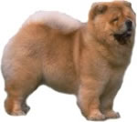 chow-chow-1.jpg