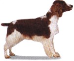 cocker-spaniel-1.jpg