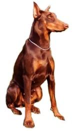 dobermann-1.jpg