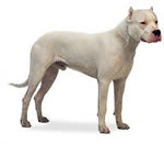 dogo-argentino-1.jpg