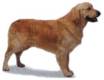 golden-retriever-1.jpg