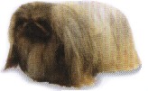pekines-1.jpg