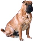 shar-pei-1.jpg